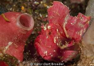Leaf scorpionfish
Bunaken,Sulawesi,Indonesia, Bunaken Is... by Hans-Gert Broeder 